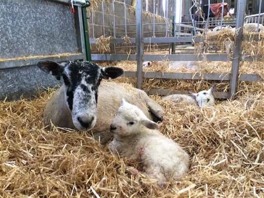 New born lambs